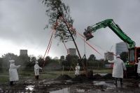 Het planten van de boom