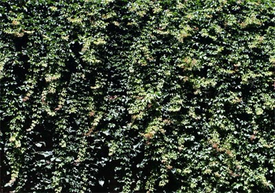Zoom in op afbeelding